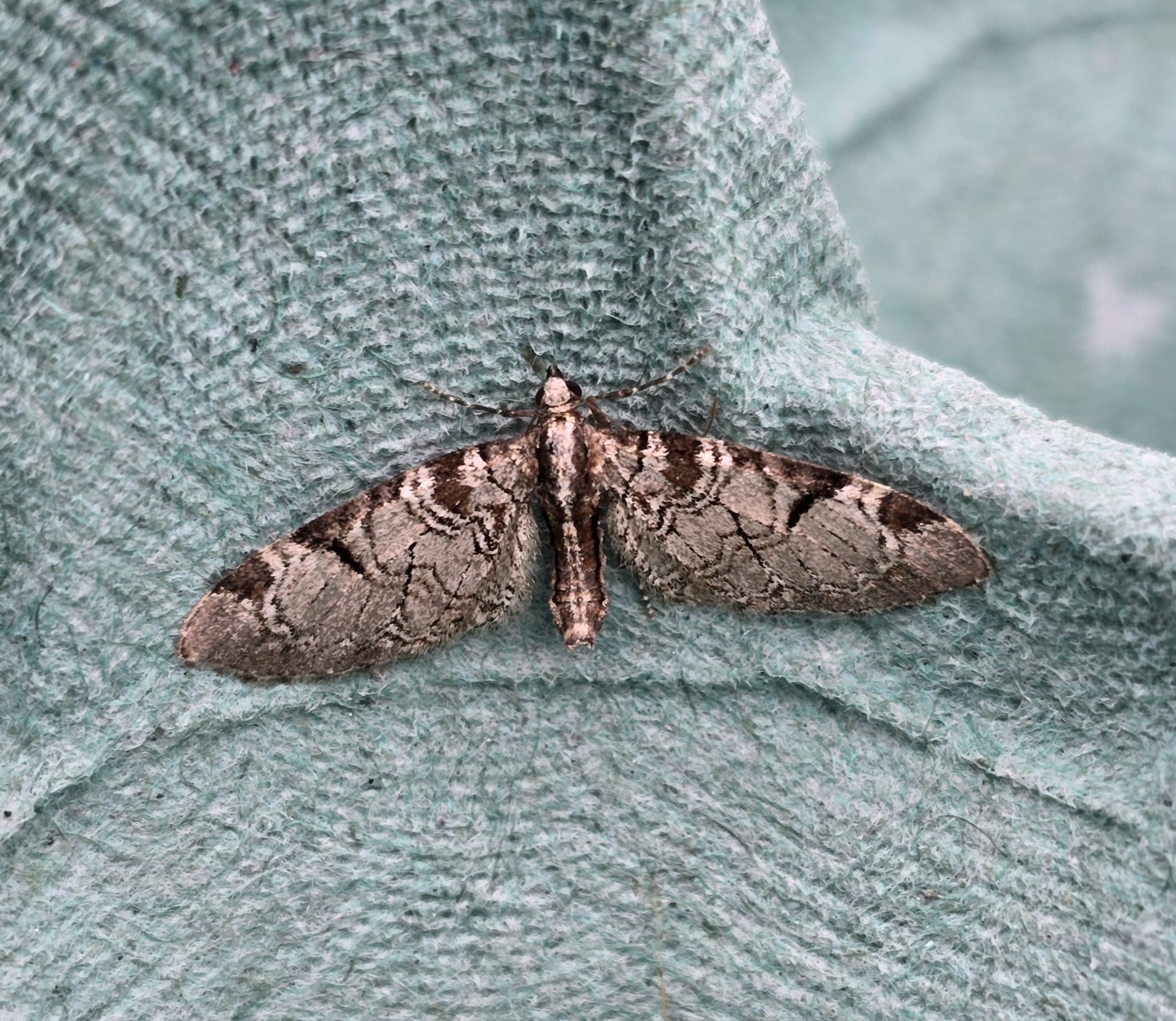 Photo of Pinion-spotted Pug (Eupithecia insigniata)